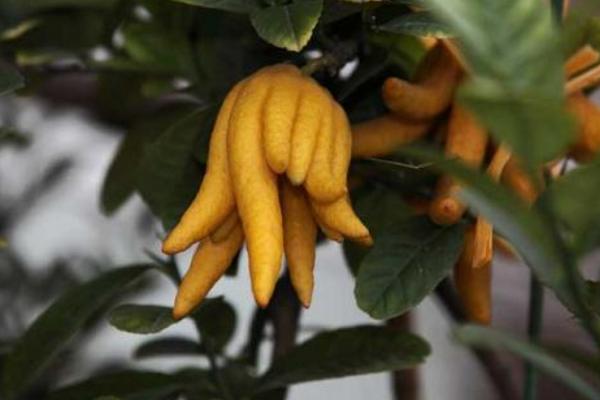 佛手柑市場價格多少錢一斤 佛手柑的功效作用