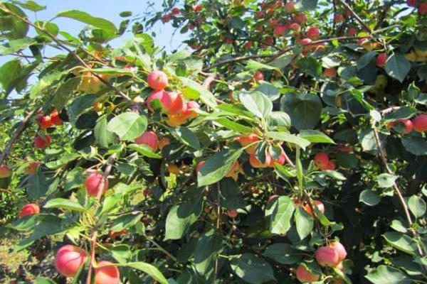 沙果是什么 沙果的營養(yǎng)價值