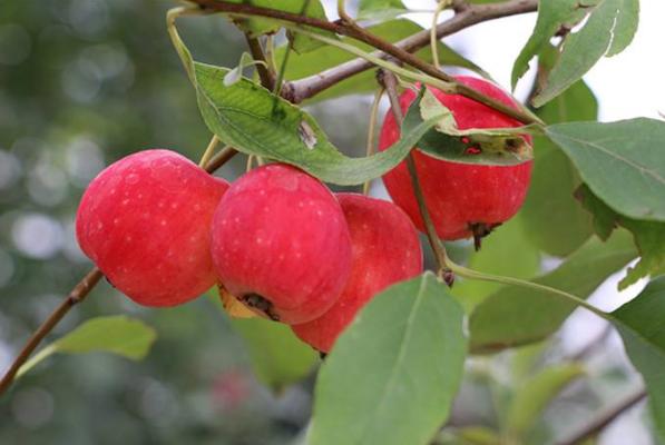 沙果是什么 沙果的營養(yǎng)價值