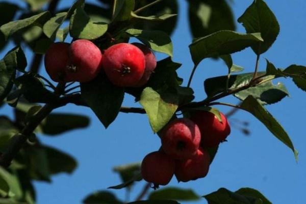 沙果是什么 沙果的營養(yǎng)價值