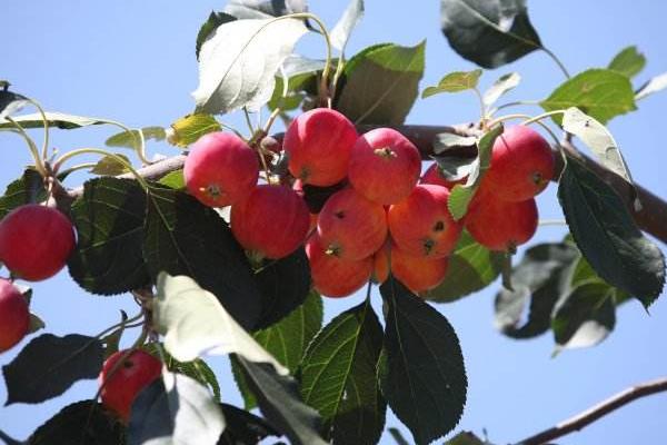 沙果是什么 沙果的營養(yǎng)價值