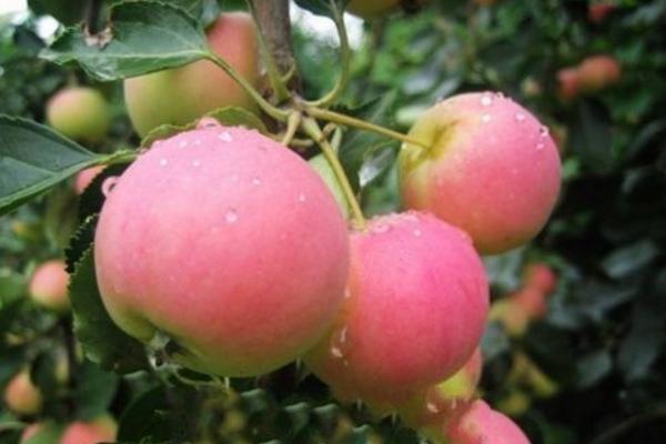 沙果是什么 沙果的營養(yǎng)價值