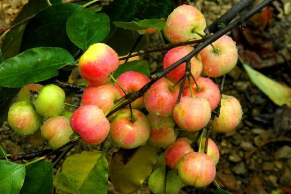 沙果是什么 沙果的營養(yǎng)價值