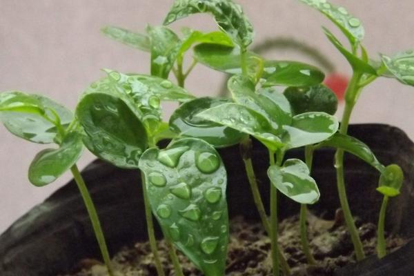 百香果種子怎么種 百香果一年結(jié)幾次果