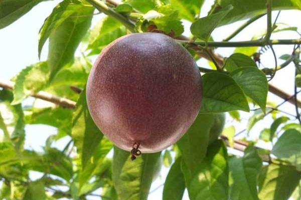 百香果種子怎么種 百香果一年結(jié)幾次果