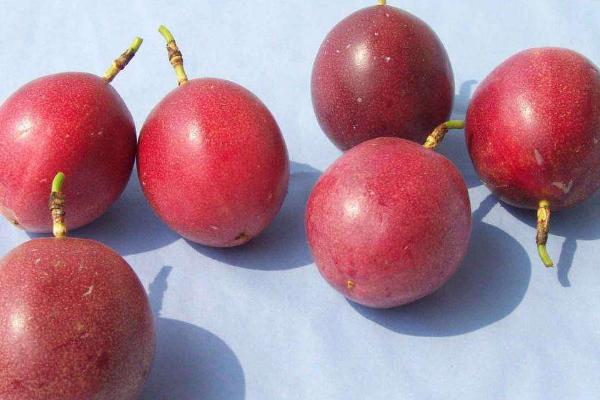 百香果怎么放熟 青的百香果怎么樣能變紅