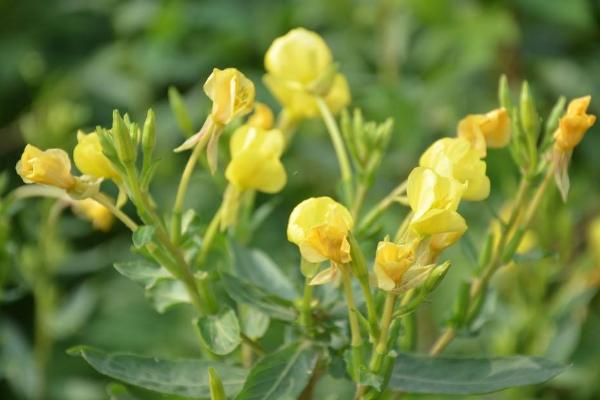 圣潔莓、蔓越莓、月見草之間的區(qū)別是什么 女人吃蔓越莓的好處有哪些