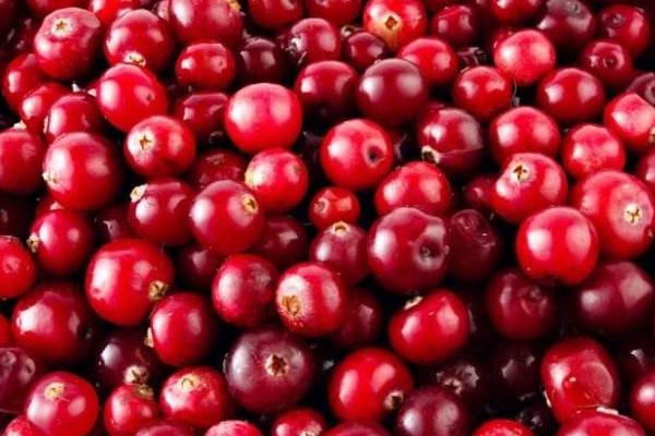 圣潔莓、蔓越莓、月見草之間的區(qū)別是什么 女人吃蔓越莓的好處有哪些