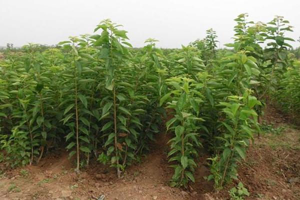 厘子樹苗市場價格多少錢一棵 吃車厘子有什么好處