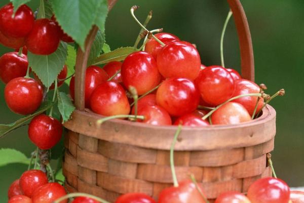 車厘子產(chǎn)地在哪里 車厘子是什么水果