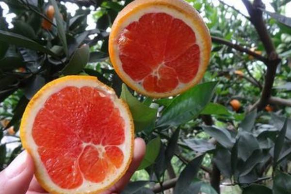 血橙圖片大全 吃血橙有什么好處