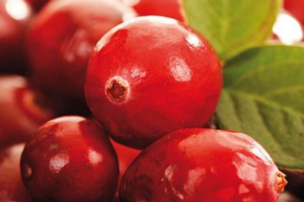 蔓越莓的功效與作用及禁忌 蔓越莓營(yíng)養(yǎng)價(jià)值