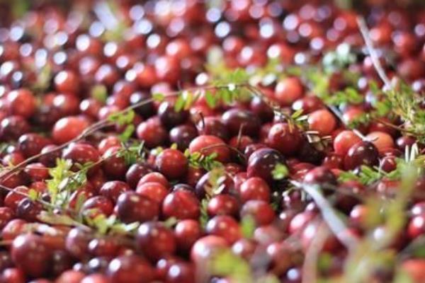 蔓越莓的功效與作用及禁忌 蔓越莓營(yíng)養(yǎng)價(jià)值