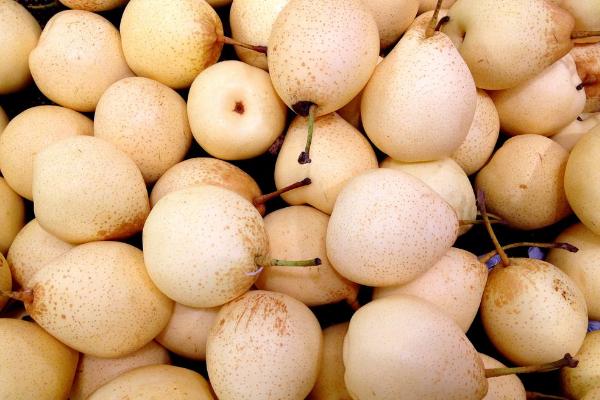 鴨梨是什么東西 為什么叫鴨梨