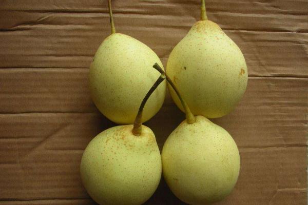 鴨梨是什么東西 為什么叫鴨梨
