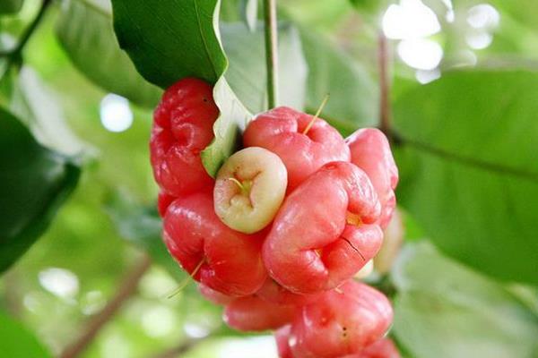 蓮霧是涼性還是熱性 蓮霧不能和什么一起吃