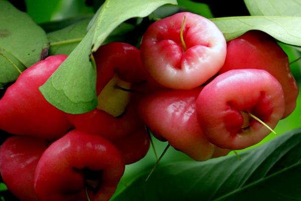 蓮霧怎么種 蓮霧種植技術(shù)與注意事項