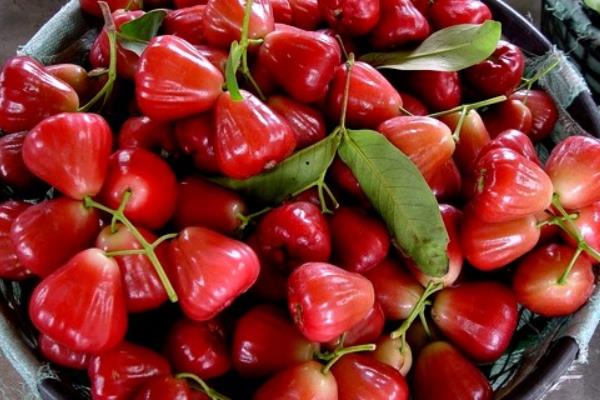 蓮霧怎么種 蓮霧種植技術(shù)與注意事項