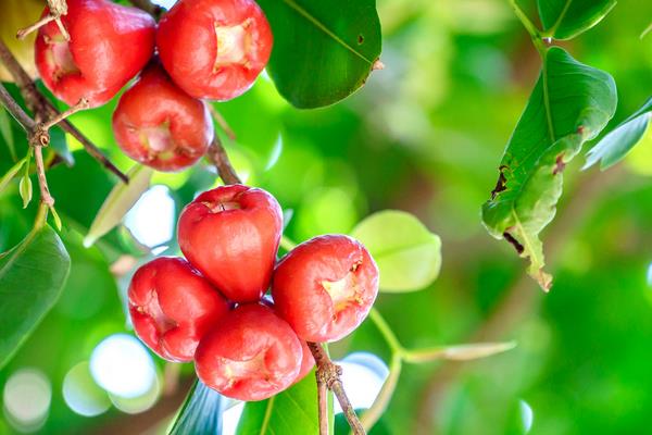 蓮霧怎么種 蓮霧種植技術(shù)與注意事項