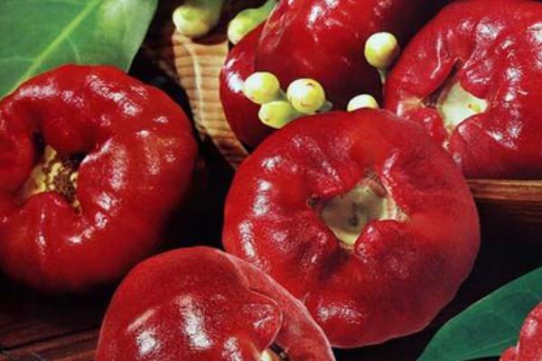 蓮霧怎么種 蓮霧種植技術(shù)與注意事項