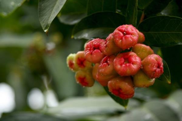 蓮霧怎么種 蓮霧種植技術(shù)與注意事項