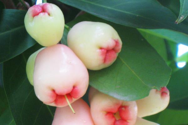 蓮霧怎么種 蓮霧種植技術(shù)與注意事項