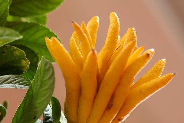 佛手柑的功效與作用及禁忌?佛手柑營養價值