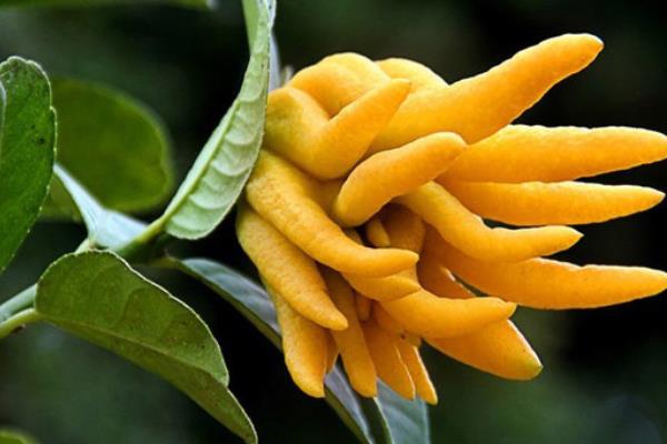 佛手柑的功效與作用及禁忌佛手柑營養價值