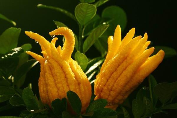 佛手柑的功效與作用及禁忌佛手柑營養價值