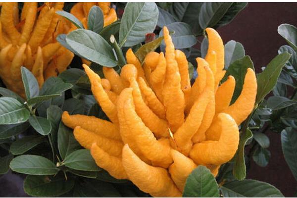 佛手柑的功效與作用及禁忌佛手柑營養價值