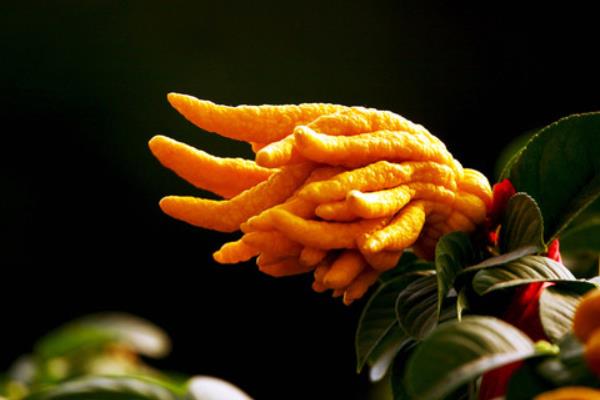 佛手柑的功效與作用及禁忌佛手柑營養價值