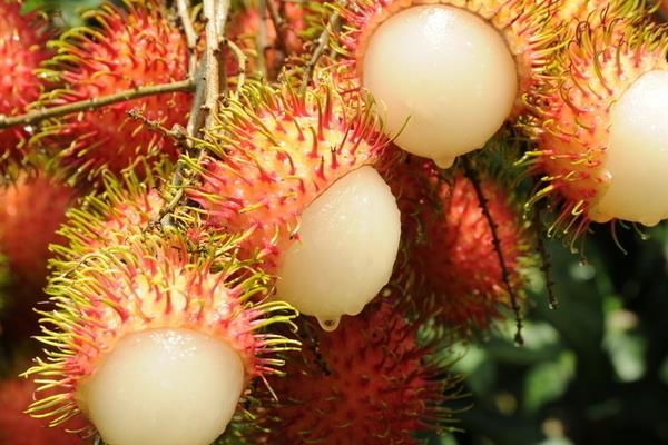 紅毛丹什么時候成熟 紅毛丹是什么季節的水果