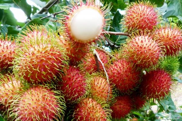 紅毛丹什么時候成熟 紅毛丹是什么季節的水果