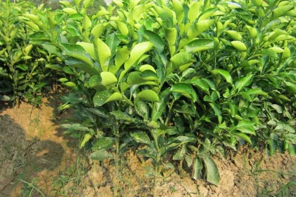 血橙樹苗市場價格多少錢一棵 血橙都有哪些品種