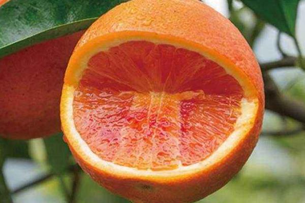 血橙樹苗市場價格多少錢一棵 血橙都有哪些品種