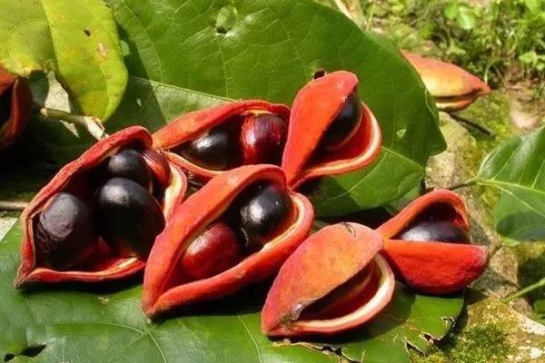 鳳眼果市場(chǎng)價(jià)格多少錢一斤 鳳眼果的營(yíng)養(yǎng)價(jià)值