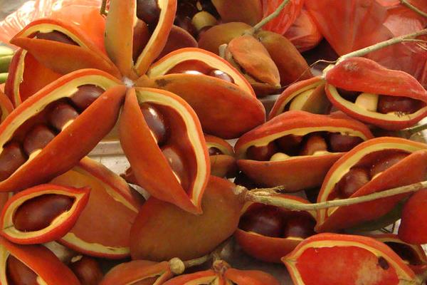 鳳眼果市場(chǎng)價(jià)格多少錢一斤 鳳眼果的營(yíng)養(yǎng)價(jià)值