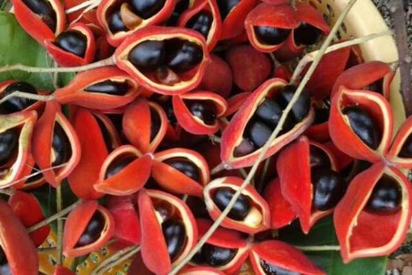 鳳眼果市場(chǎng)價(jià)格多少錢一斤 鳳眼果的營(yíng)養(yǎng)價(jià)值