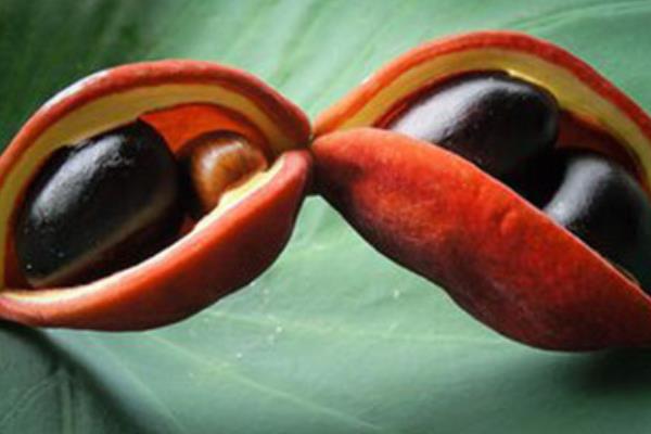 鳳眼果市場(chǎng)價(jià)格多少錢一斤 鳳眼果的營(yíng)養(yǎng)價(jià)值