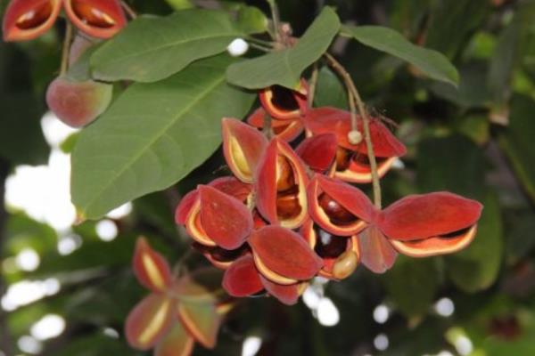 鳳眼果怎么種 鳳眼果種植技術(shù)與注意事項(xiàng)