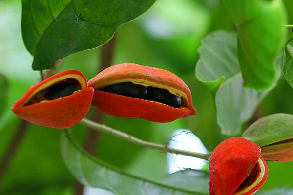 鳳眼果怎么種 鳳眼果種植技術(shù)與注意事項(xiàng)