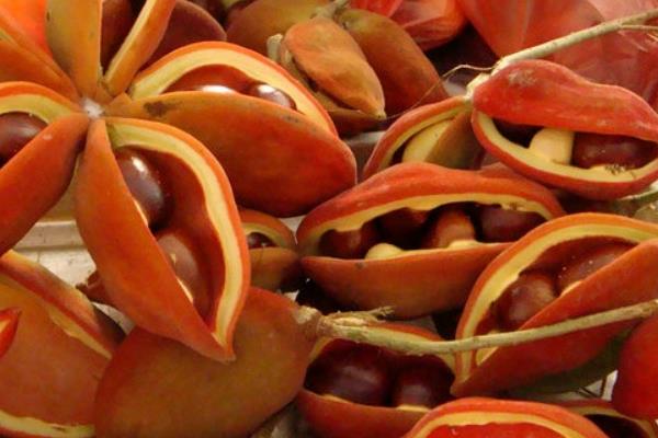 鳳眼果怎么種 鳳眼果種植技術(shù)與注意事項(xiàng)