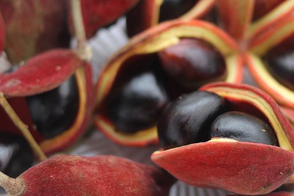 鳳眼果怎么種 鳳眼果種植技術(shù)與注意事項(xiàng)