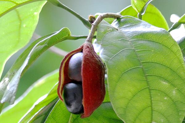 鳳眼果怎么種 鳳眼果種植技術(shù)與注意事項(xiàng)