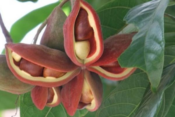 鳳眼果怎么種 鳳眼果種植技術(shù)與注意事項(xiàng)