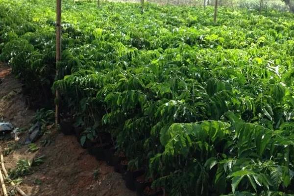 黃皮果樹苗市場價格多少錢一棵 黃皮果樹的種植方法