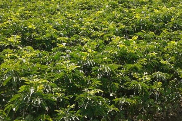 黃皮果樹苗市場價格多少錢一棵 黃皮果樹的種植方法