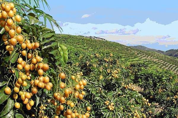 黃皮果樹苗市場價格多少錢一棵 黃皮果樹的種植方法