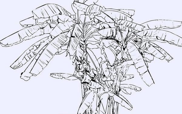 香蕉樹怎么畫 香蕉樹簡筆畫圖解