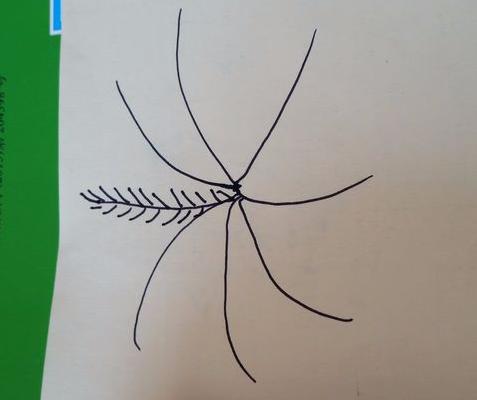 香蕉樹怎么畫 香蕉樹簡筆畫圖解